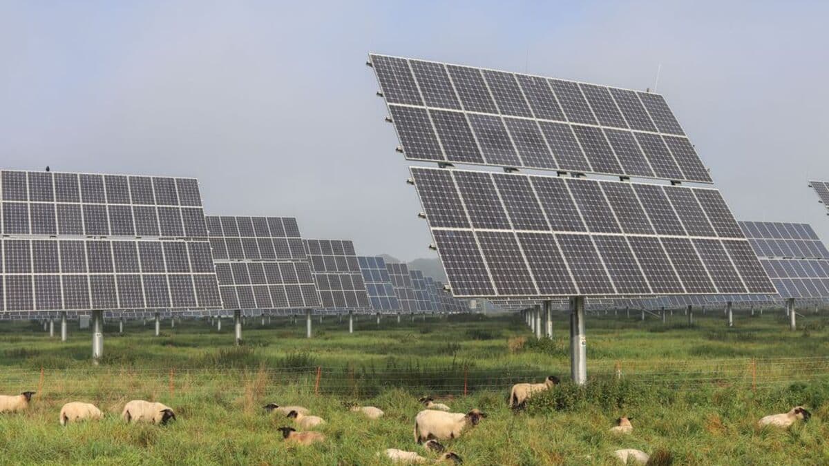 Agrovoltaica: qué cultivos son compatibles con paneles solares